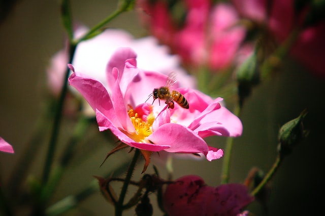 Allergy & intolerance